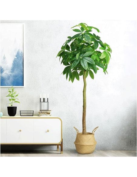 Copac Wealth Tree artificiala, planta decor 160 cm, Elastix