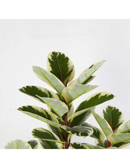 Planta Banyan artificiala, planta decor 150 cm, Elastix