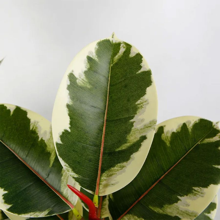 Planta Banyan artificiala, planta decor 150 cm,...