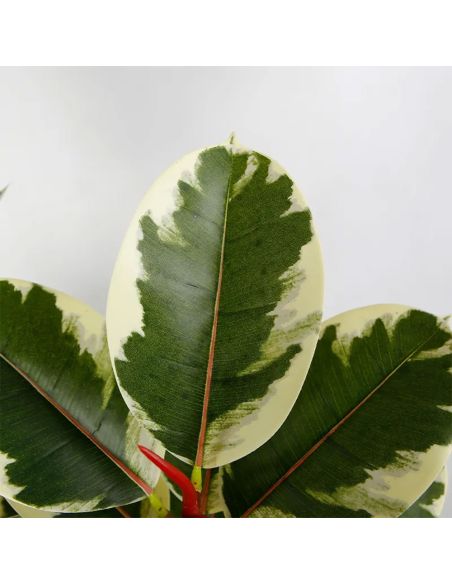 Planta Banyan artificiala, planta decor 150 cm, Elastix